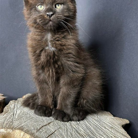 Maine Coon Patron