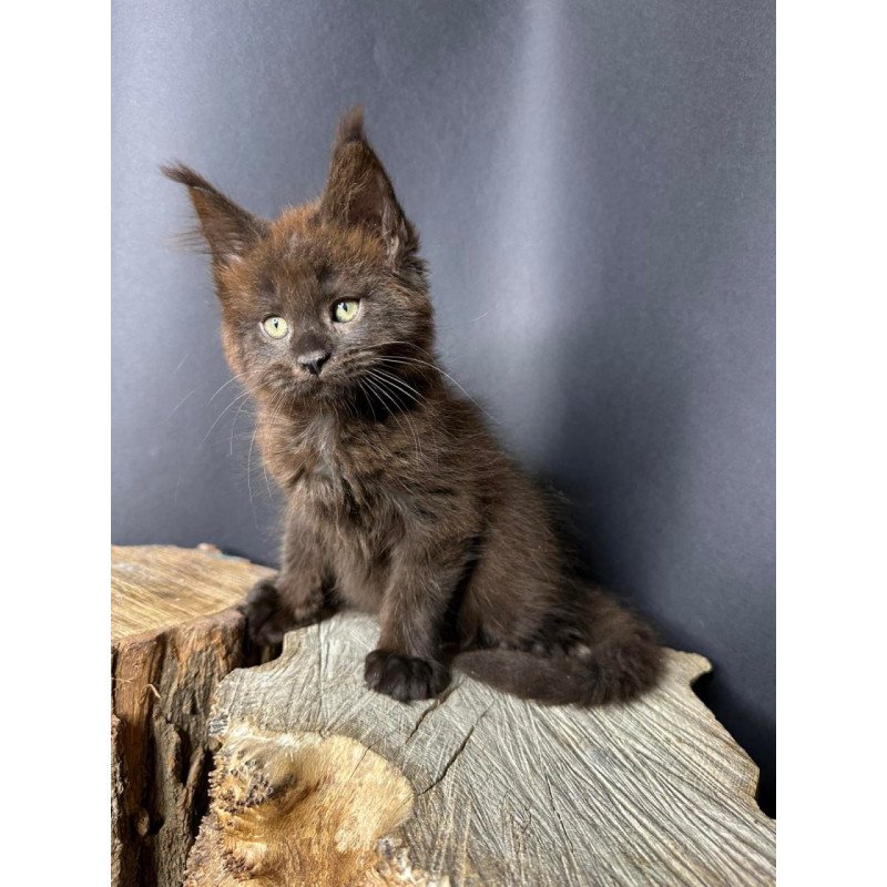 Maine Coon Patron