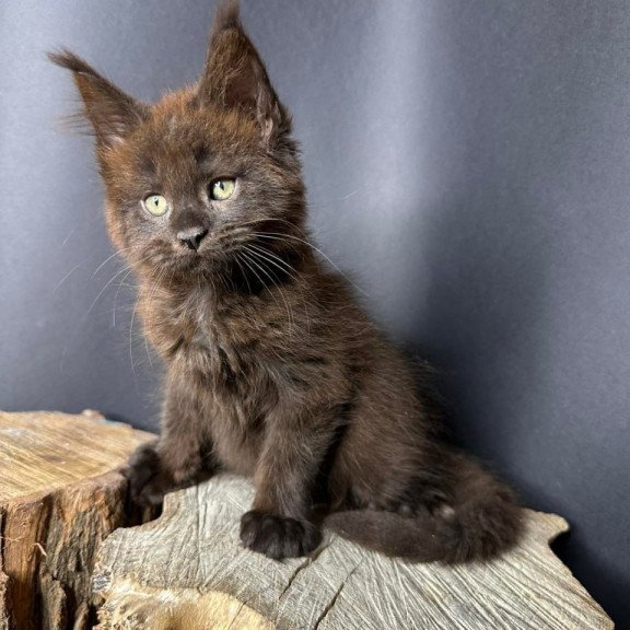 Maine Coon Patron