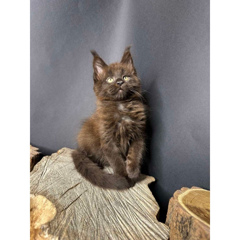 Maine Coon Patron