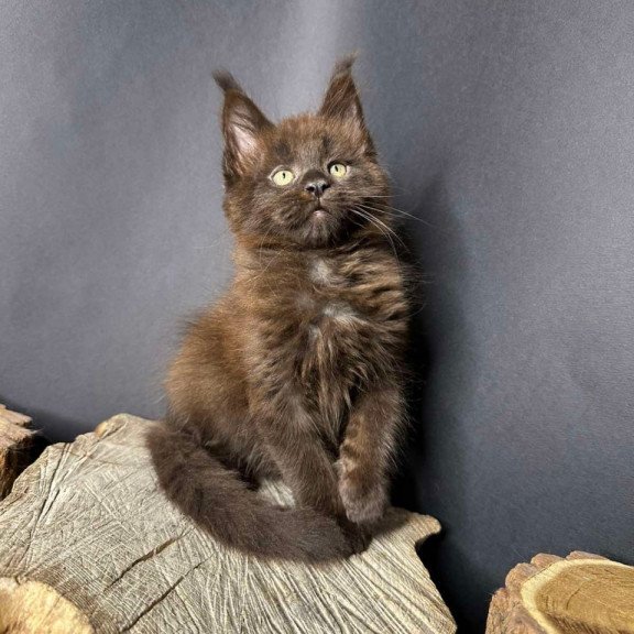 Maine Coon Patron