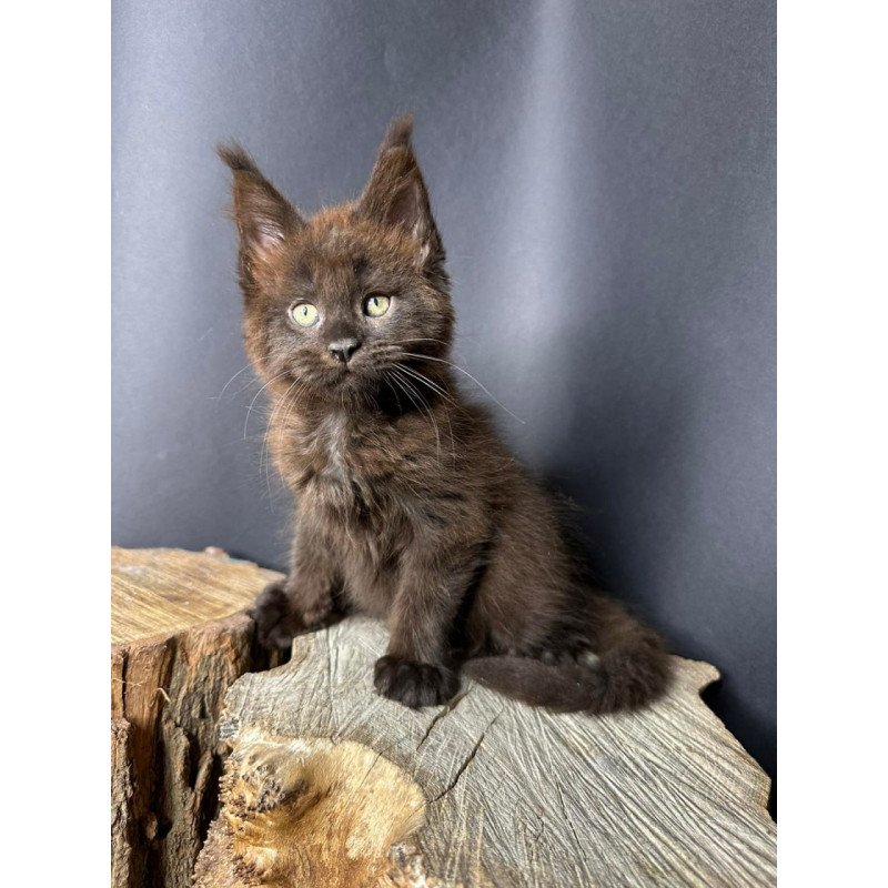 Maine Coon Patron