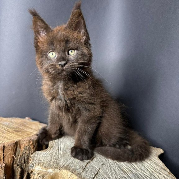Maine Coon Patron