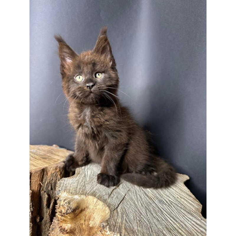 Maine Coon Patron