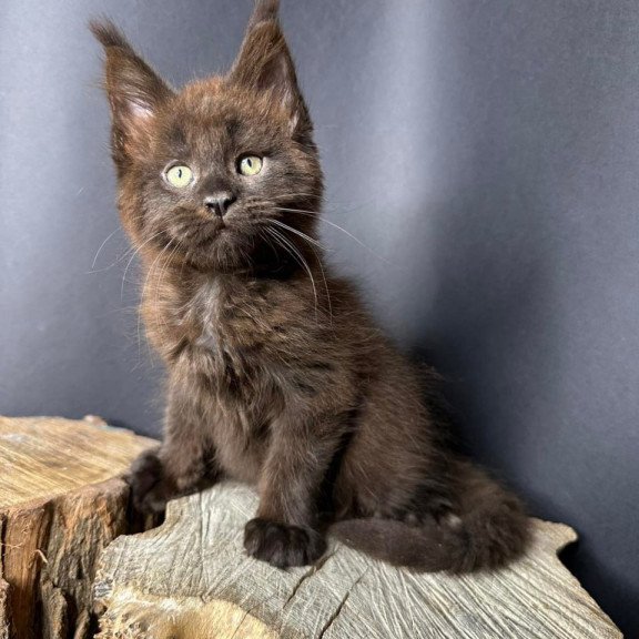 Maine Coon Patron