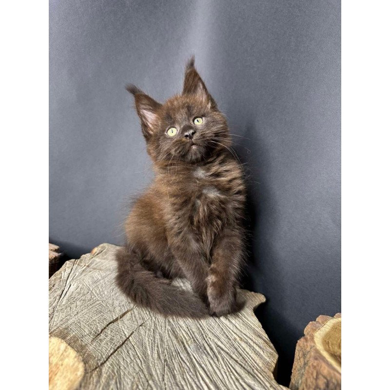 Maine Coon Patron