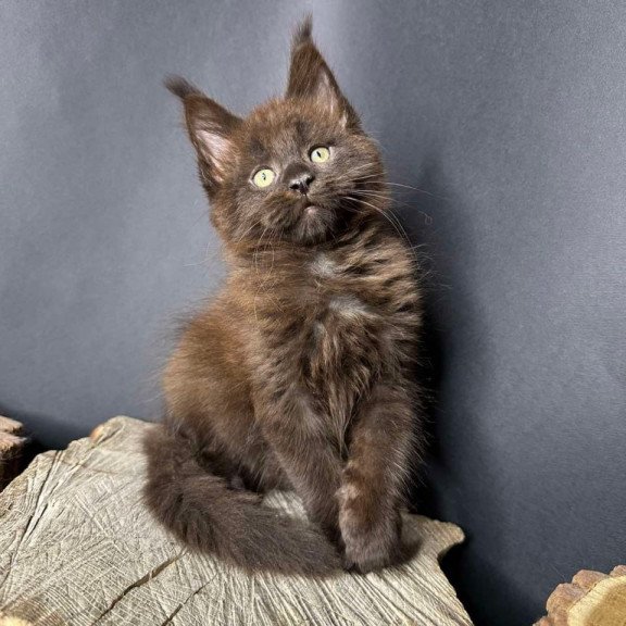 Maine Coon Patron