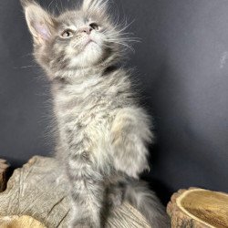 Maine Coon Piper
