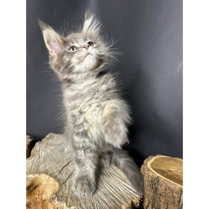 Maine Coon Piper