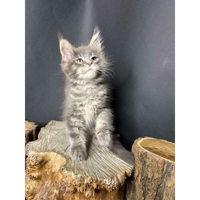 Maine Coon Piper