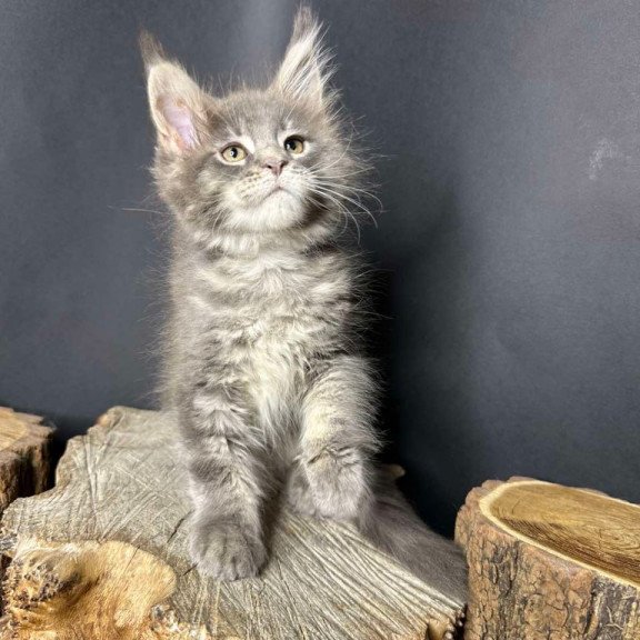 Maine Coon Piper