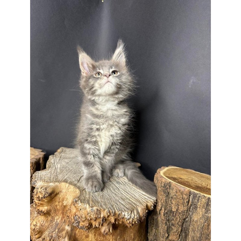 Maine Coon Piper