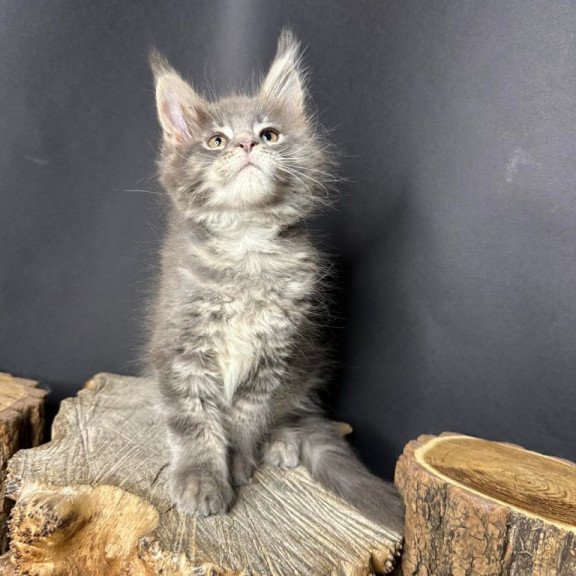 Maine Coon Piper