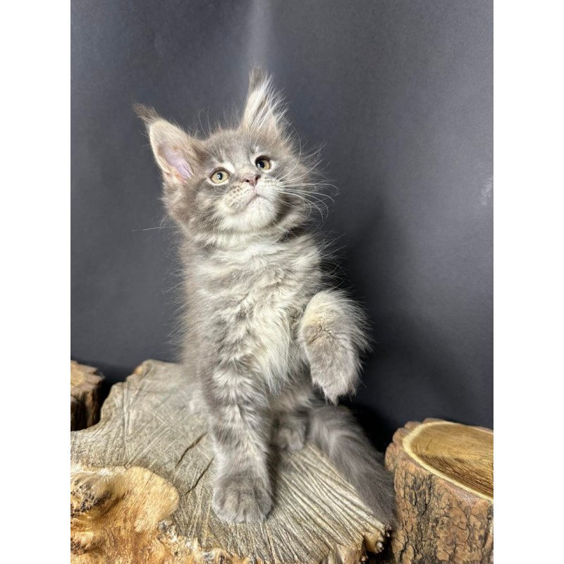 Maine Coon Piper