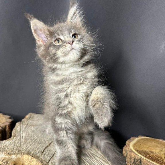 Maine Coon Piper