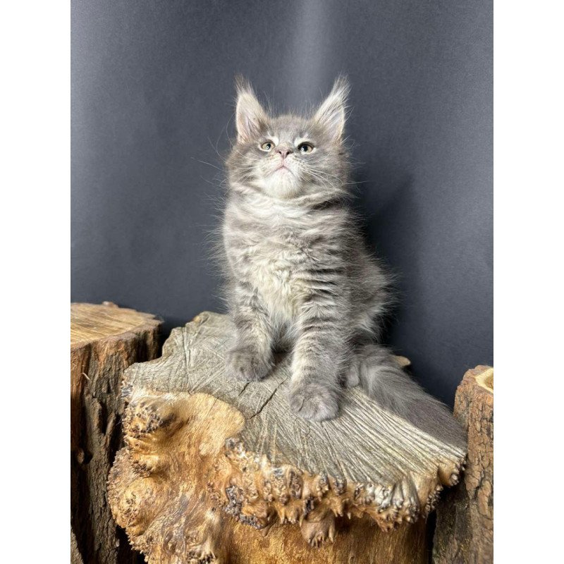 Maine Coon Piper