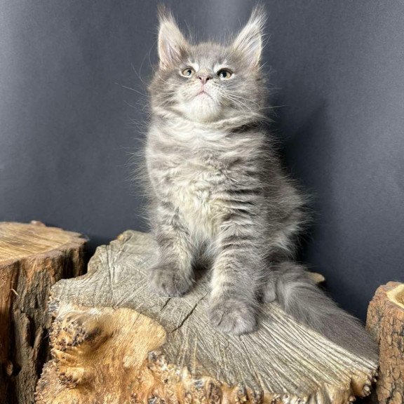 Maine Coon Piper