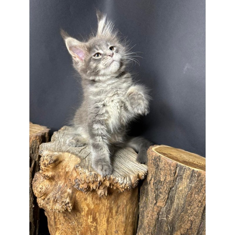 Maine Coon Piper