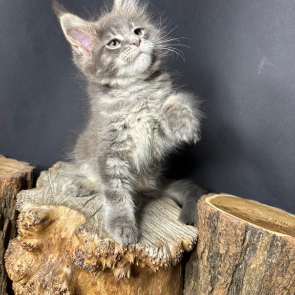 Maine Coon Piper