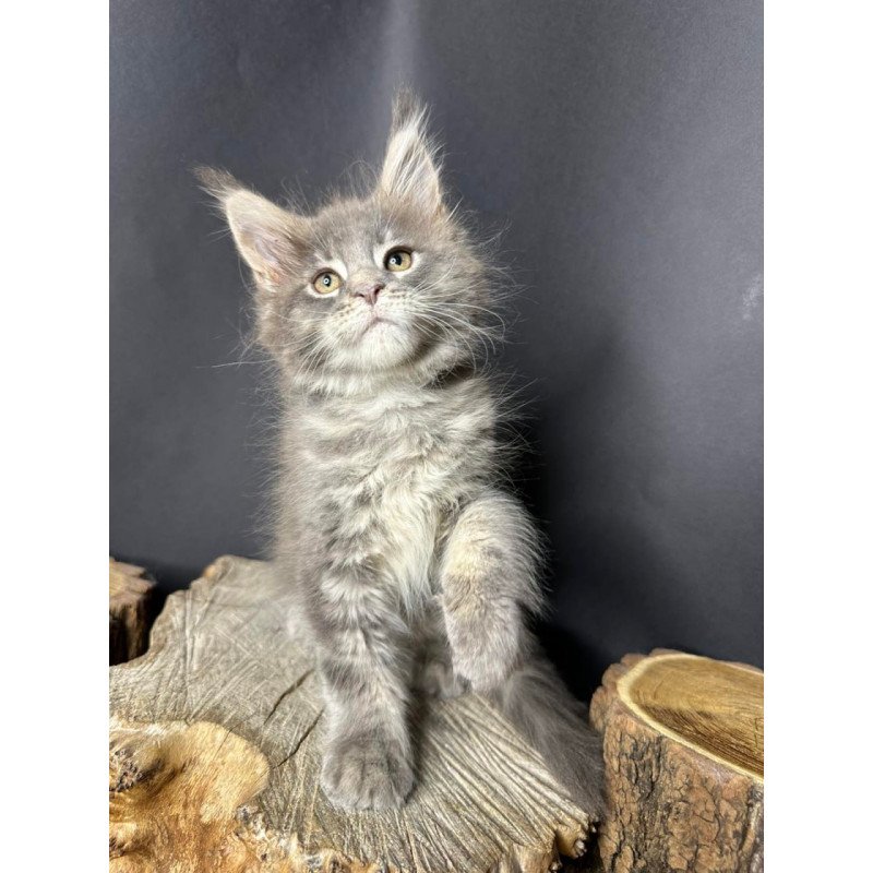 Maine Coon Piper
