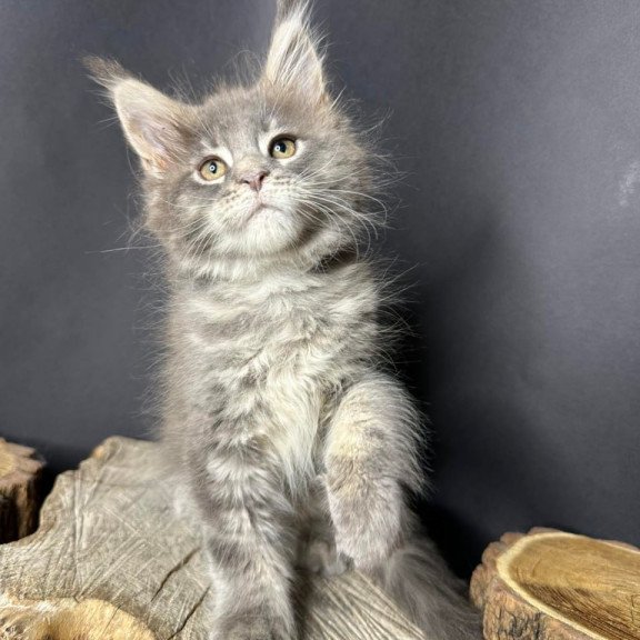 Maine Coon Piper