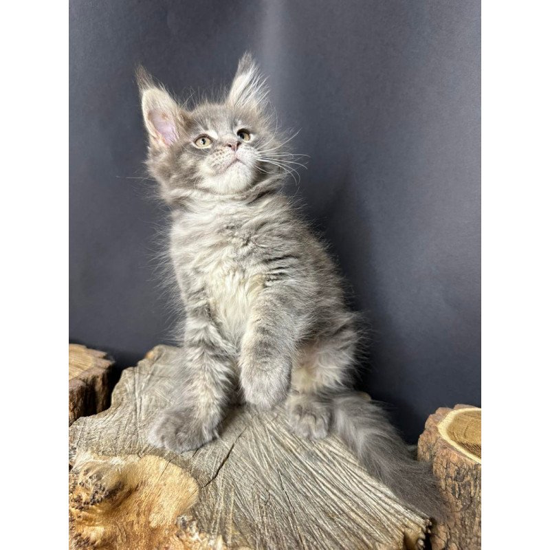 Maine Coon Piper