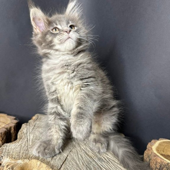 Maine Coon Piper