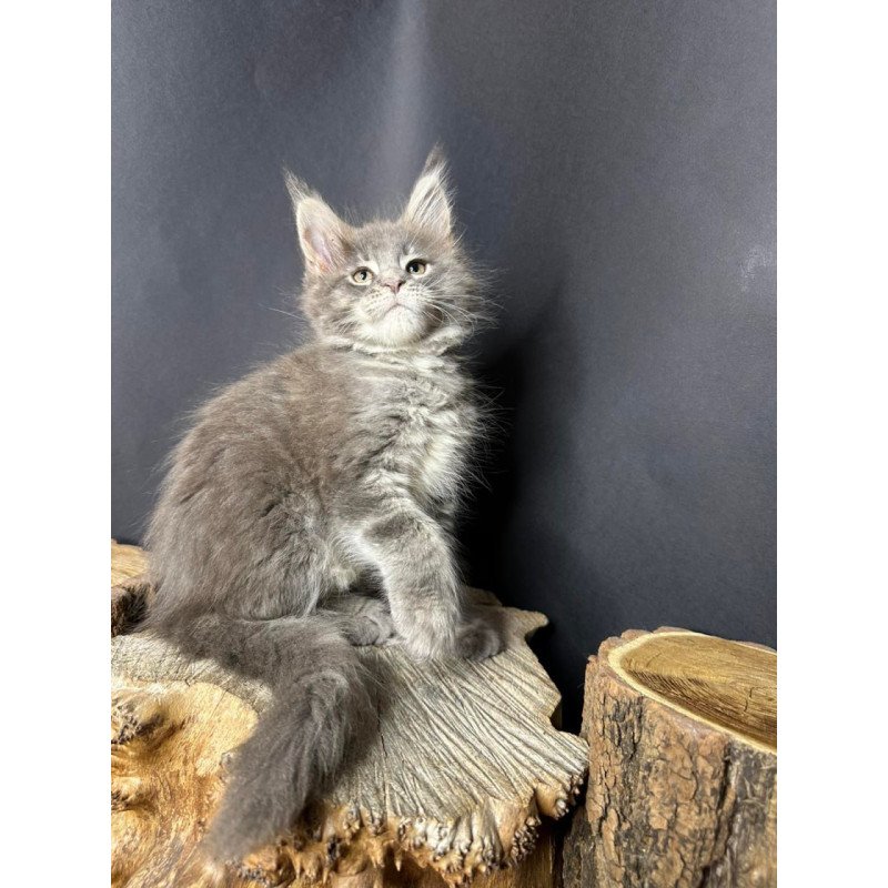 Maine Coon Piper