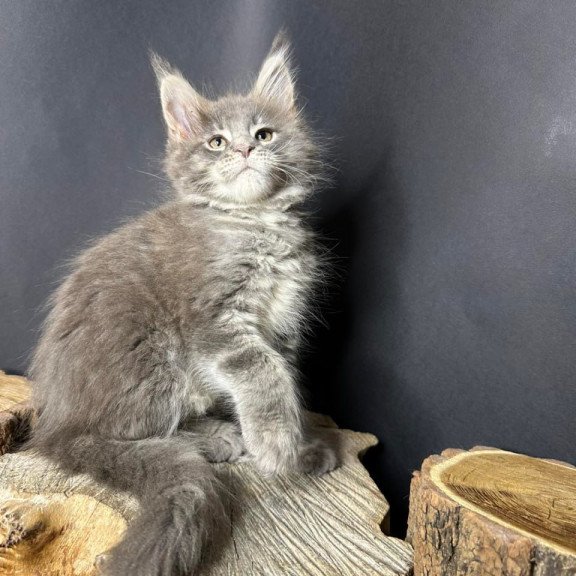 Maine Coon Piper