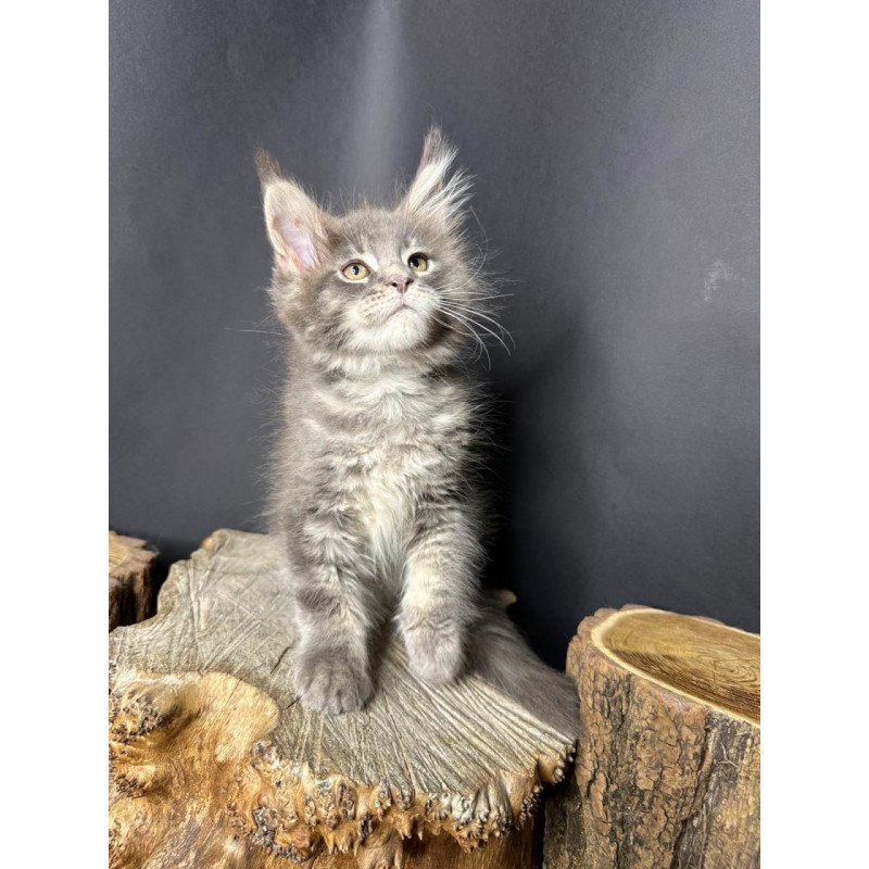 Maine Coon Piper