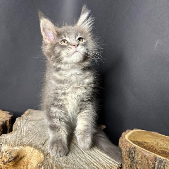 Maine Coon Piper