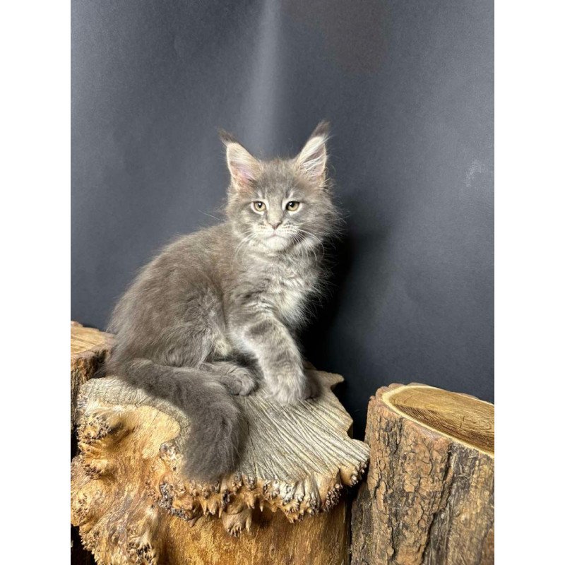 Maine Coon Piper