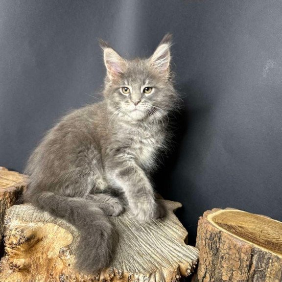 Maine Coon Piper