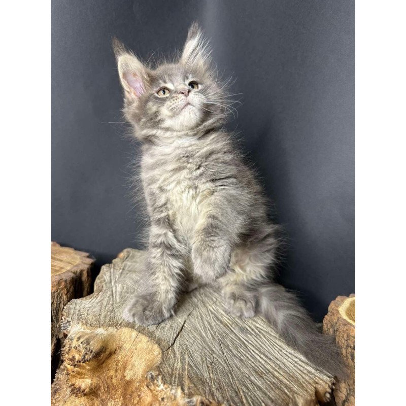 Maine Coon Piper