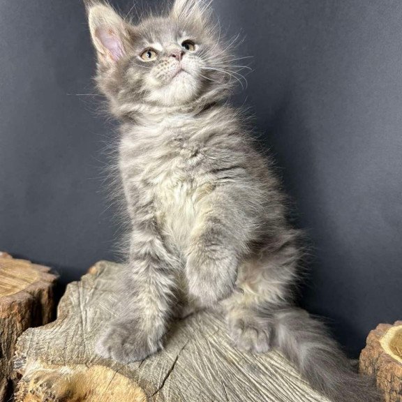 Maine Coon Piper