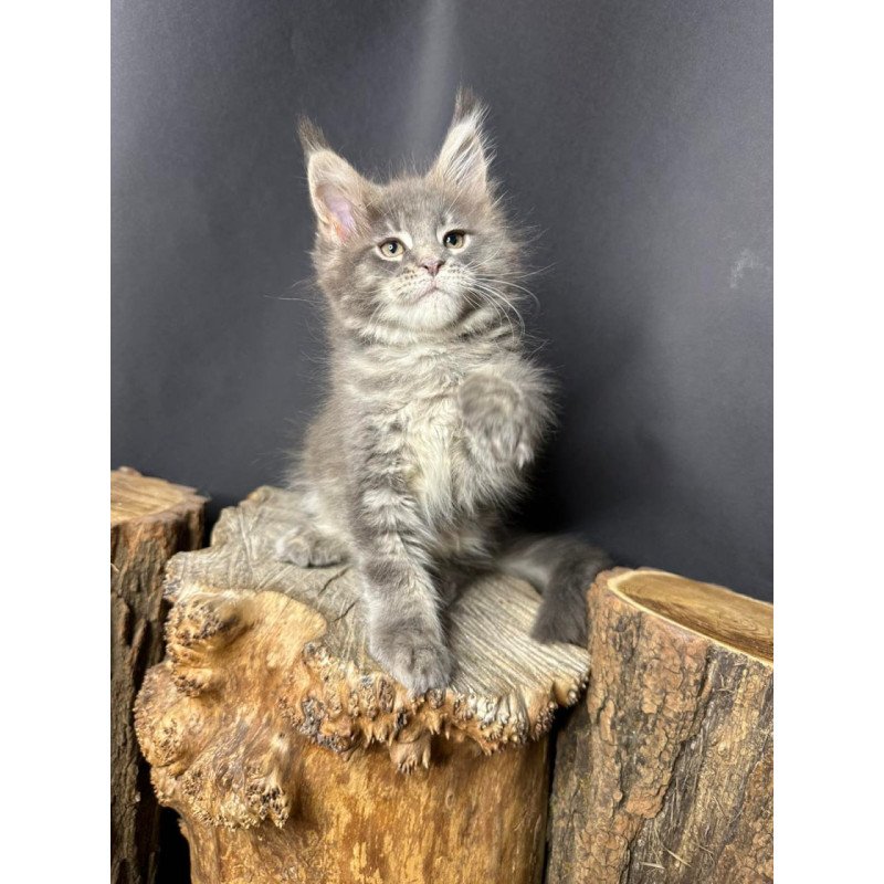 Maine Coon Piper