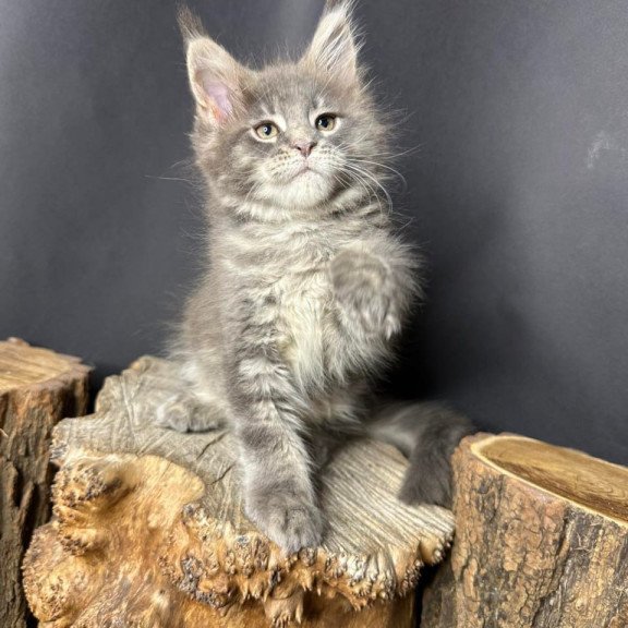 Maine Coon Piper