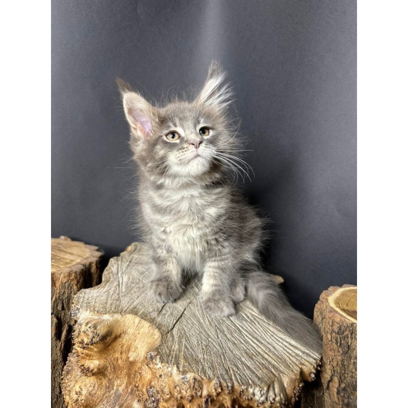 Maine Coon Piper