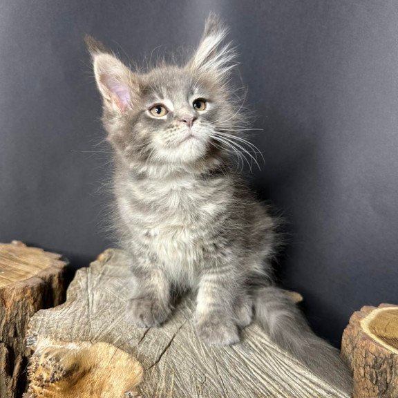 Maine Coon Piper