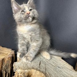 Maine Coon Petunia