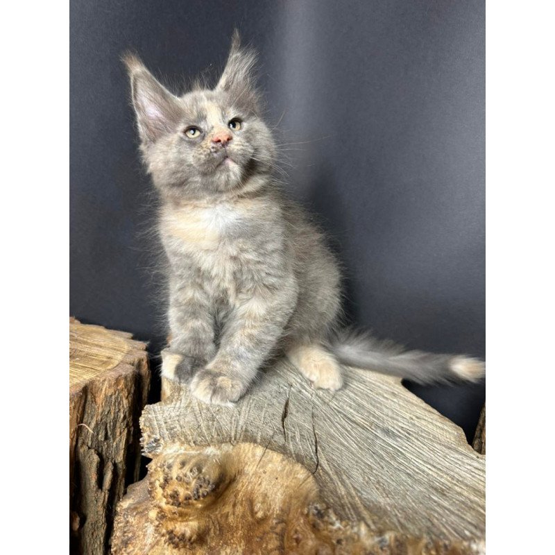 Maine Coon Petunia