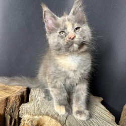 Maine Coon Petunia