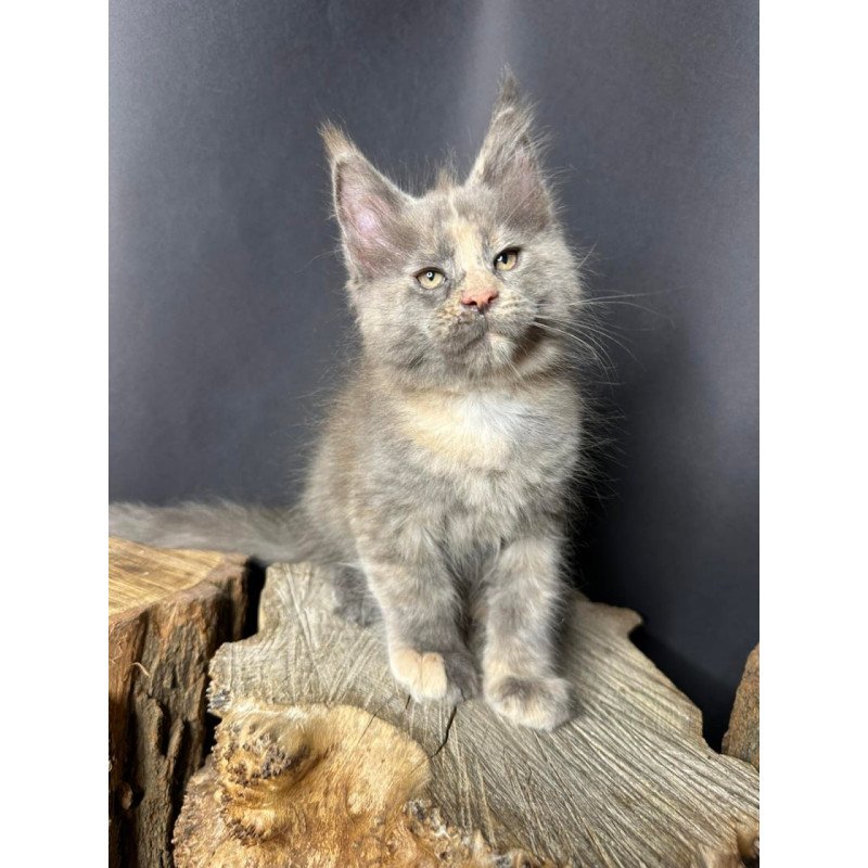 Maine Coon Petunia