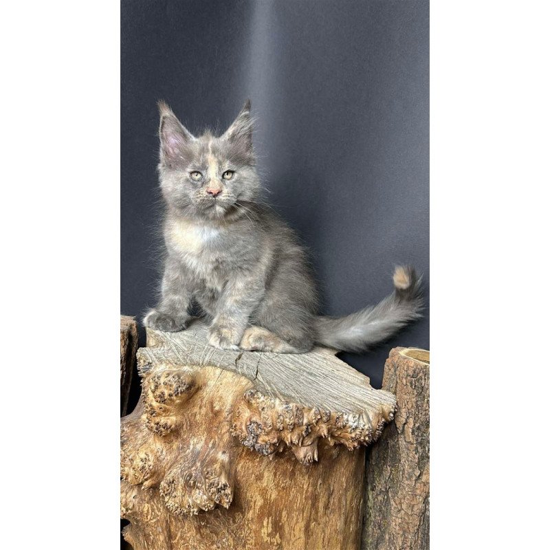 Maine Coon Petunia