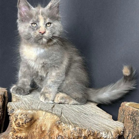 Maine Coon Petunia