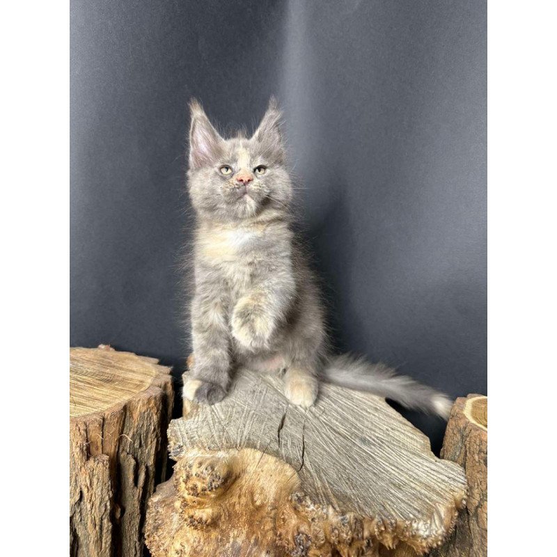 Maine Coon Petunia