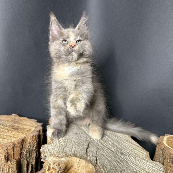 Maine Coon Petunia