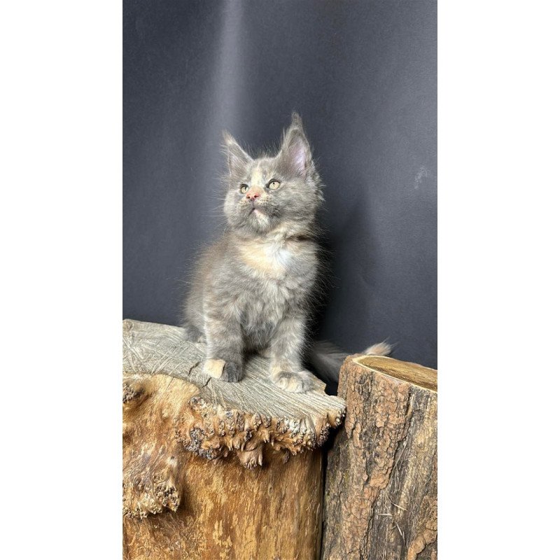 Maine Coon Petunia