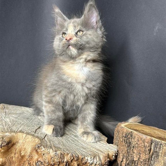 Maine Coon Petunia