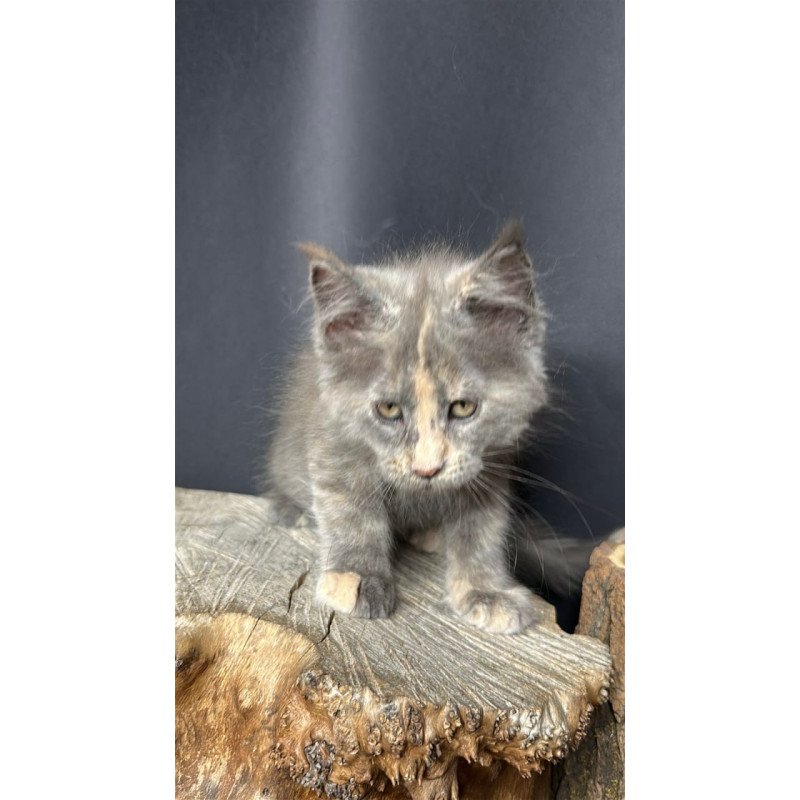 Maine Coon Petunia